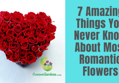 most-romantic-flowers