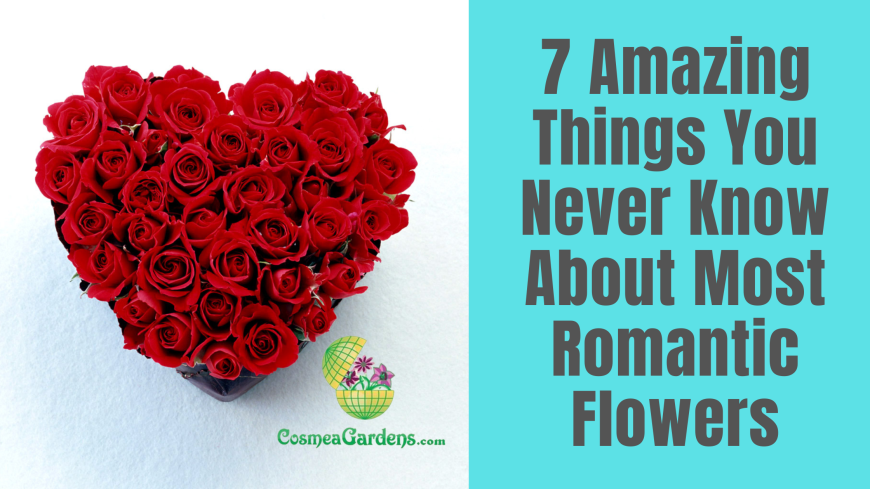 7 Amazing Things You Never Know About Most Romantic Flowers
