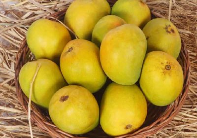 devgad-alphonso-mango-or-devgad-mango-or-devgad-hapus-alphonsomango-in-5_720x-2