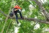 SydneySide Tree Services