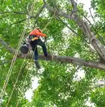 SydneySide Tree Services