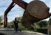 SydneySide Tree Services