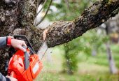 SydneySide Tree Services