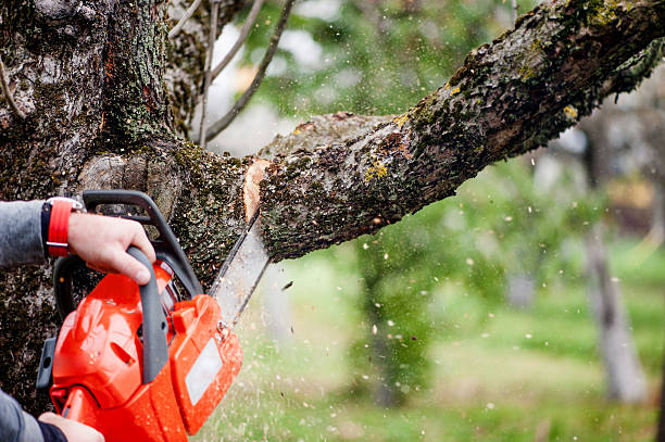 SydneySide Tree Services