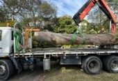 SydneySide Tree Services