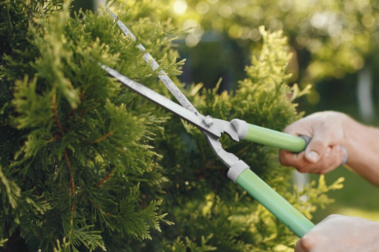 SydneySide Tree Services